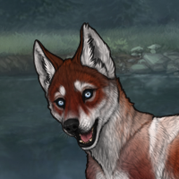 sell - 559C husky eyes Headshot