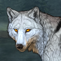 Wolf Headshot