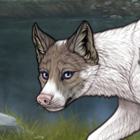 Piebald Gray D Headshot