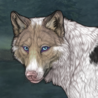 Piebald Gray D Headshot