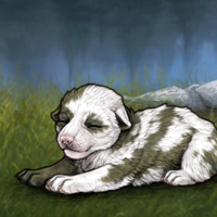 Khaki piebald Headshot