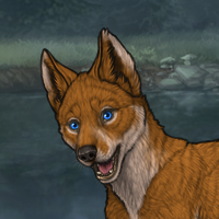 Dingo Headshot