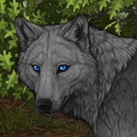 Wolf Headshot