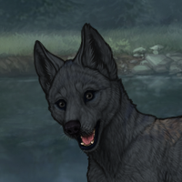 Nightpup Headshot