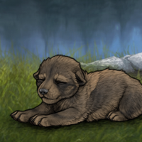 New Puppy Headshot