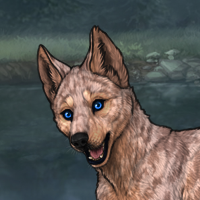 Arkose Male Pup w/ Merle Headshot