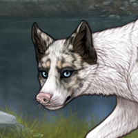 Spdagi piebald Headshot