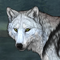 Wolf Headshot