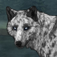 RC husky merle Headshot