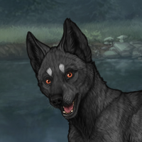 Night Howl Headshot