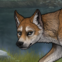 Dhole fin Headshot