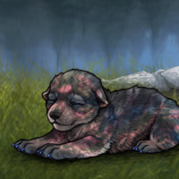 New Puppy rainbow serp Headshot