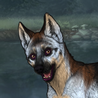 Striped flint husky 7m F Headshot