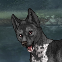 Moonloss Breeder Zerdava Headshot