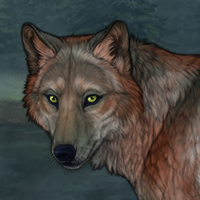 A mixed wolf of two kinds Headshot