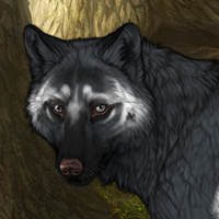 Wolf Headshot