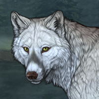 Wolf Headshot