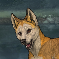 Domestic Dingo Headshot