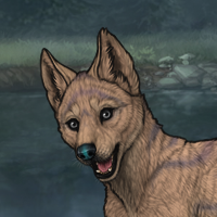 33SC fawn female pup Headshot