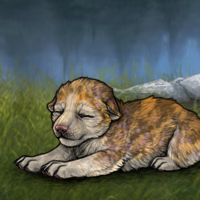 New Puppy Headshot
