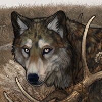 Wolf Headshot