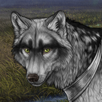 Wolf Headshot