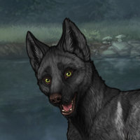 Melanism Carrier Male Headshot