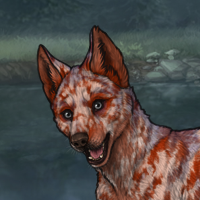 Red, 4x merle, male Headshot