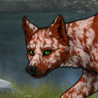 Red, 4x merle, male Headshot