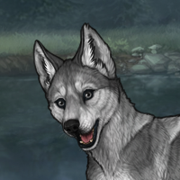 Sliver husky Headshot