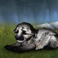 Argent possum 9 Headshot