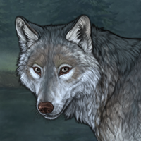 Wolf Headshot