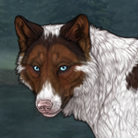 Piebald Brachy Car Headshot