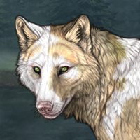 Piebald male Headshot