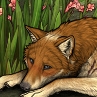 Wolf Headshot