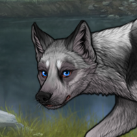 grey shaded husky Headshot