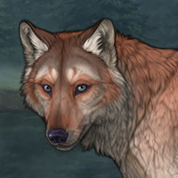 Copper Fox Headshot