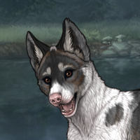 yippiee (piebald slate) Headshot