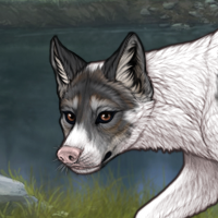 yippiee (piebald slate) Headshot