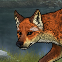 Vulpes Headshot