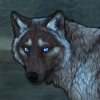 Blackice Winterwolf Headshot