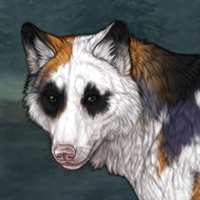 Piebald Headshot